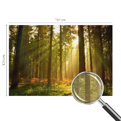 Fototapeta za dnevno sobo z motivom gozdu prebujajočega jutra