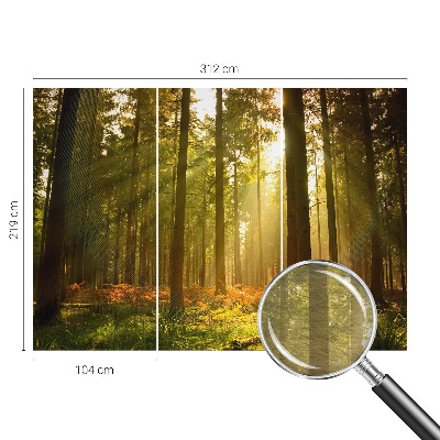 Fototapeta za dnevno sobo z motivom gozdu prebujajočega jutra