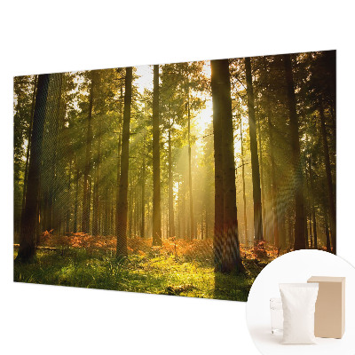 Fototapeta za dnevno sobo z motivom gozdu prebujajočega jutra