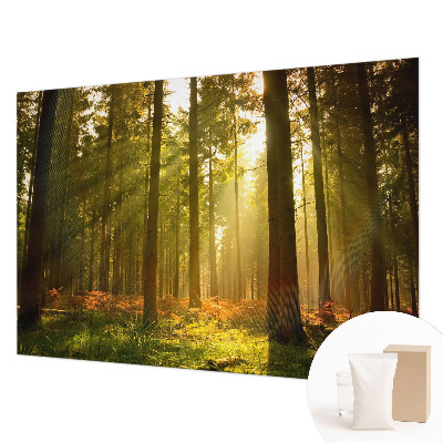 Fototapeta za dnevno sobo z motivom gozdu prebujajočega jutra