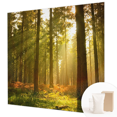 Fototapeta za dnevno sobo z motivom gozdu prebujajočega jutra