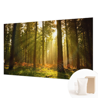 Fototapeta za dnevno sobo z motivom gozdu prebujajočega jutra