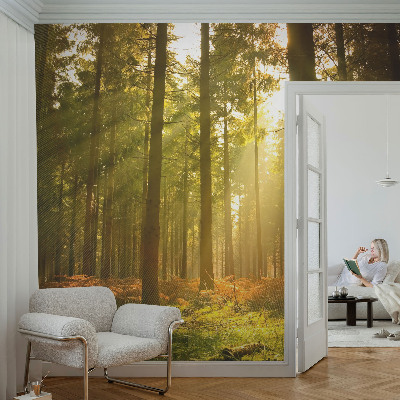 Fototapeta za dnevno sobo z motivom gozdu prebujajočega jutra