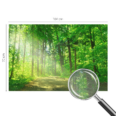 Flis fototapeta z motivom gozdne poti