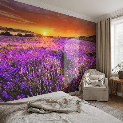 Visokokakovostna fototapeta s motivom sončnega zahoda sivke