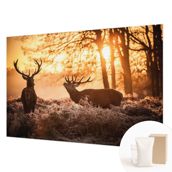 Fototapeta s tiskom Jelen zjutraj