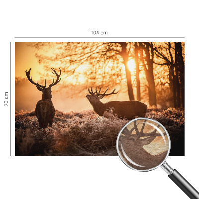 Fototapeta s tiskom Jelen zjutraj