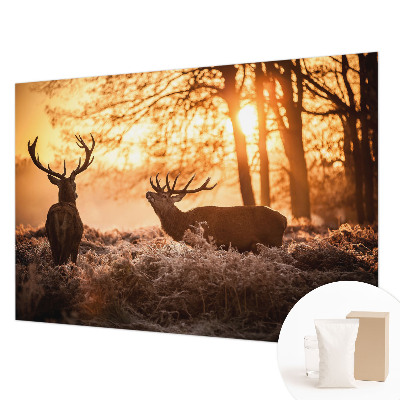 Fototapeta s tiskom Jelen zjutraj