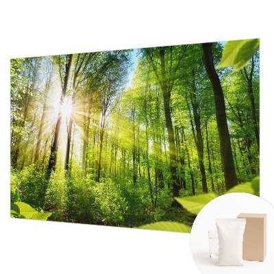 Foto tapeta Gozdna svetloba