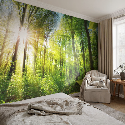 Foto tapeta z motivom gozdne svetlobe