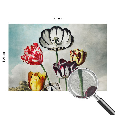 Fototapeta Barviti tulipani