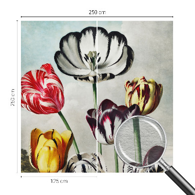 Fototapeta Barviti tulipani