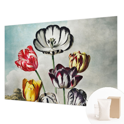 Fototapeta Barviti tulipani