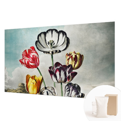 Fototapeta Barviti tulipani
