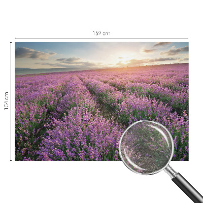 Fototapeta Polja sivke