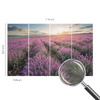 Fototapeta Polja sivke