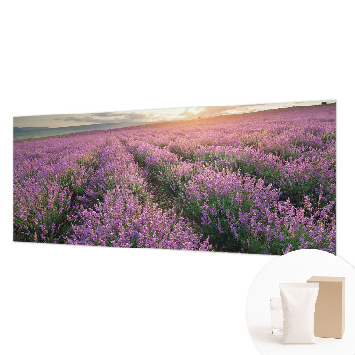 Fototapeta Polja sivke