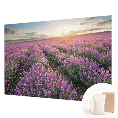 Fototapeta Polja sivke