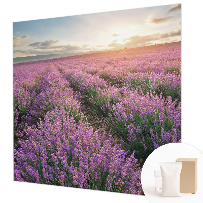 Fototapeta Polja sivke