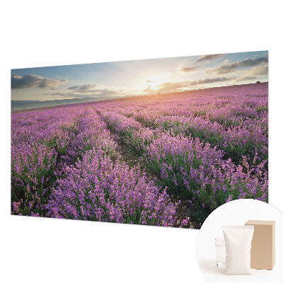 Fototapeta Polja sivke