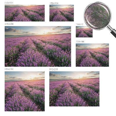 Fototapeta Polja sivke