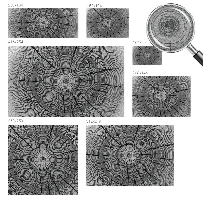 Flis fototapeta z motivom gozdne harmonije