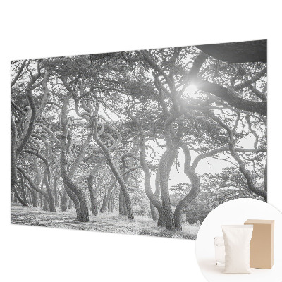 Foto tapeta z motivom atmosferskega gozda