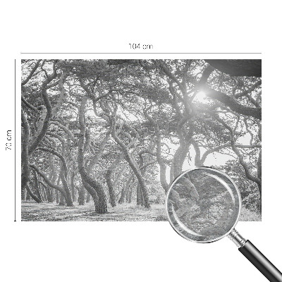 Foto tapeta Atmosferski gozd