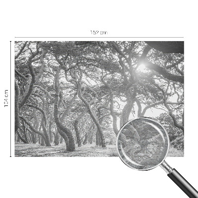 Foto tapeta Atmosferski gozd