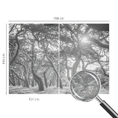 Foto tapeta Atmosferski gozd