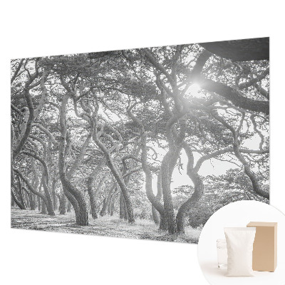 Foto tapeta z motivom atmosferskega gozda