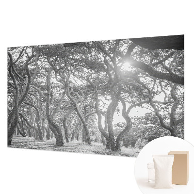 Foto tapeta z motivom atmosferskega gozda