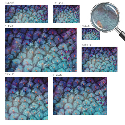 Netkana fototapeta Barvito perje