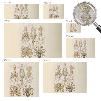 Fototapeta Morsko življenje