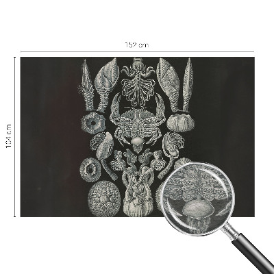 Foto tapeta Podvodne oblike