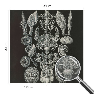 Foto tapeta Podvodne oblike