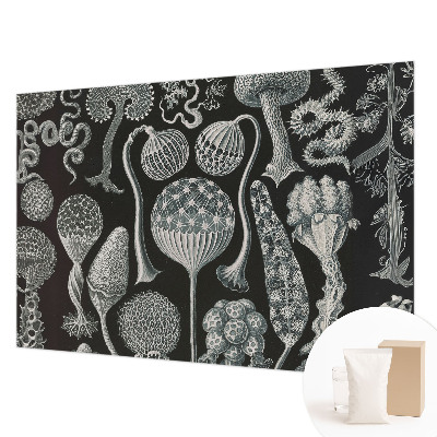 Flis fototapeta Čarobne rastline