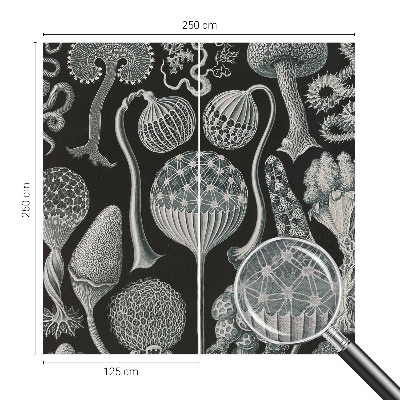 Flis fototapeta Čarobne rastline