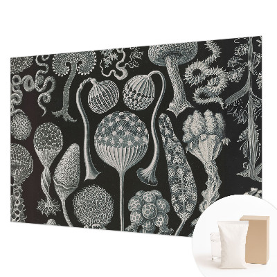 Flis fototapeta Čarobne rastline