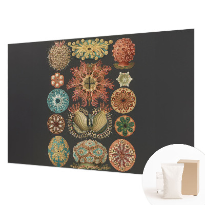 Visokokakovostna fototapeta Morski navdihi