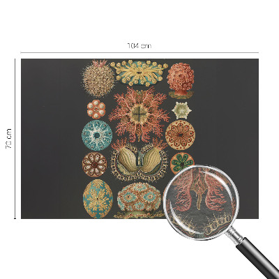 Visokokakovostna fototapeta Morski navdihi