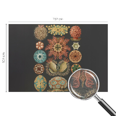 Visokokakovostna fototapeta Morski navdihi