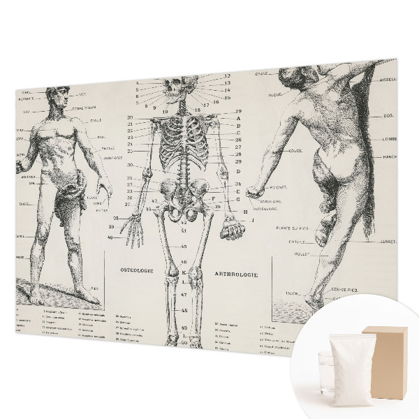 Flis fototapeta za otroško sobo z motivom klasične anatomije