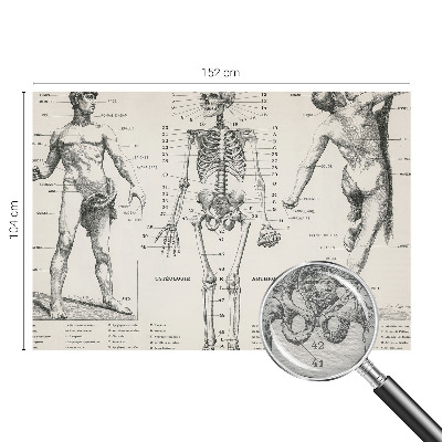 Flis fototapeta za otroško sobo z motivom klasične anatomije