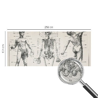 Flis fototapeta za otroško sobo z motivom klasične anatomije