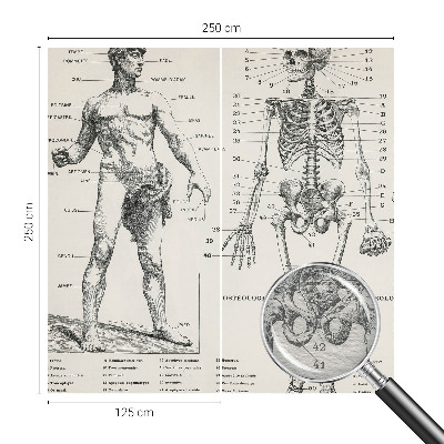 Flis fototapeta za otroško sobo z motivom klasične anatomije