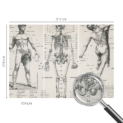 Flis fototapeta za otroško sobo z motivom klasične anatomije