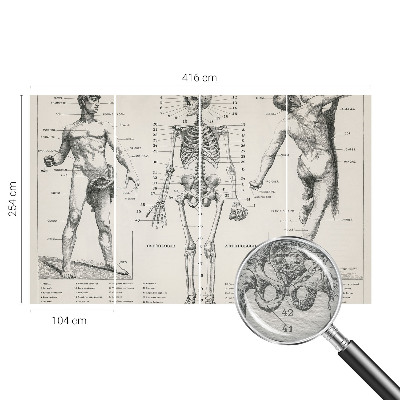 Flis fototapeta za otroško sobo z motivom klasične anatomije