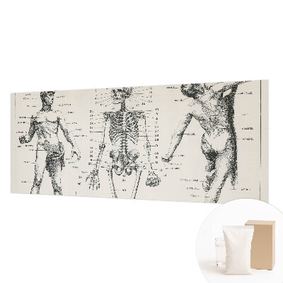 Flis fototapeta za otroško sobo z motivom klasične anatomije