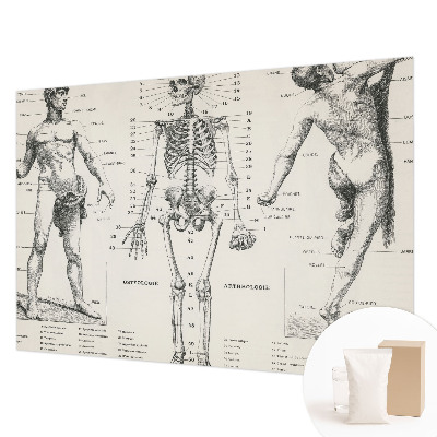 Flis fototapeta za otroško sobo z motivom klasične anatomije
